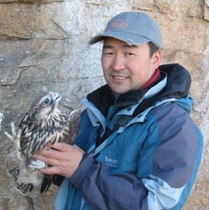 Batbayar holding falcon