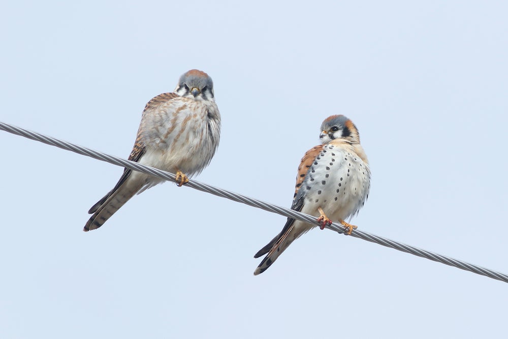 American Kestrels Perched on a Wire