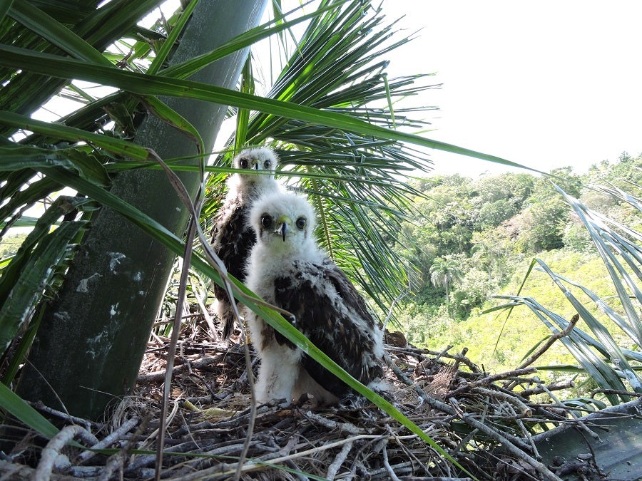 Two Ridgway's Hawk Nestlings in a stick nest among palm leaves