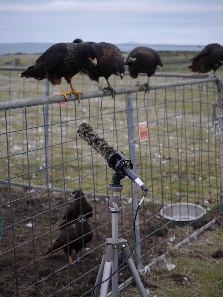 Striated Caracaras sitting on a pen in the Falkland Islands ~2015