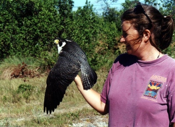 Julie Heath holding a very dark Peregrine Falcon in the field