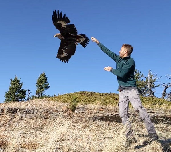 Master of Science in Raptor Biology alum Brian Busby releases a young golden eagle back into the wild