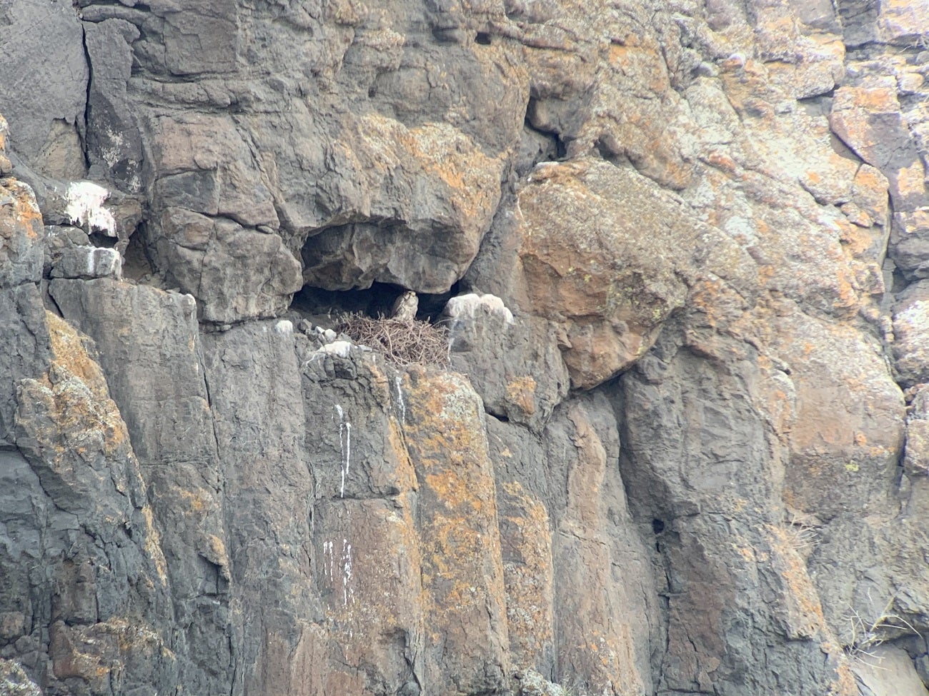 Prairie Falcon standing on a rock ledge