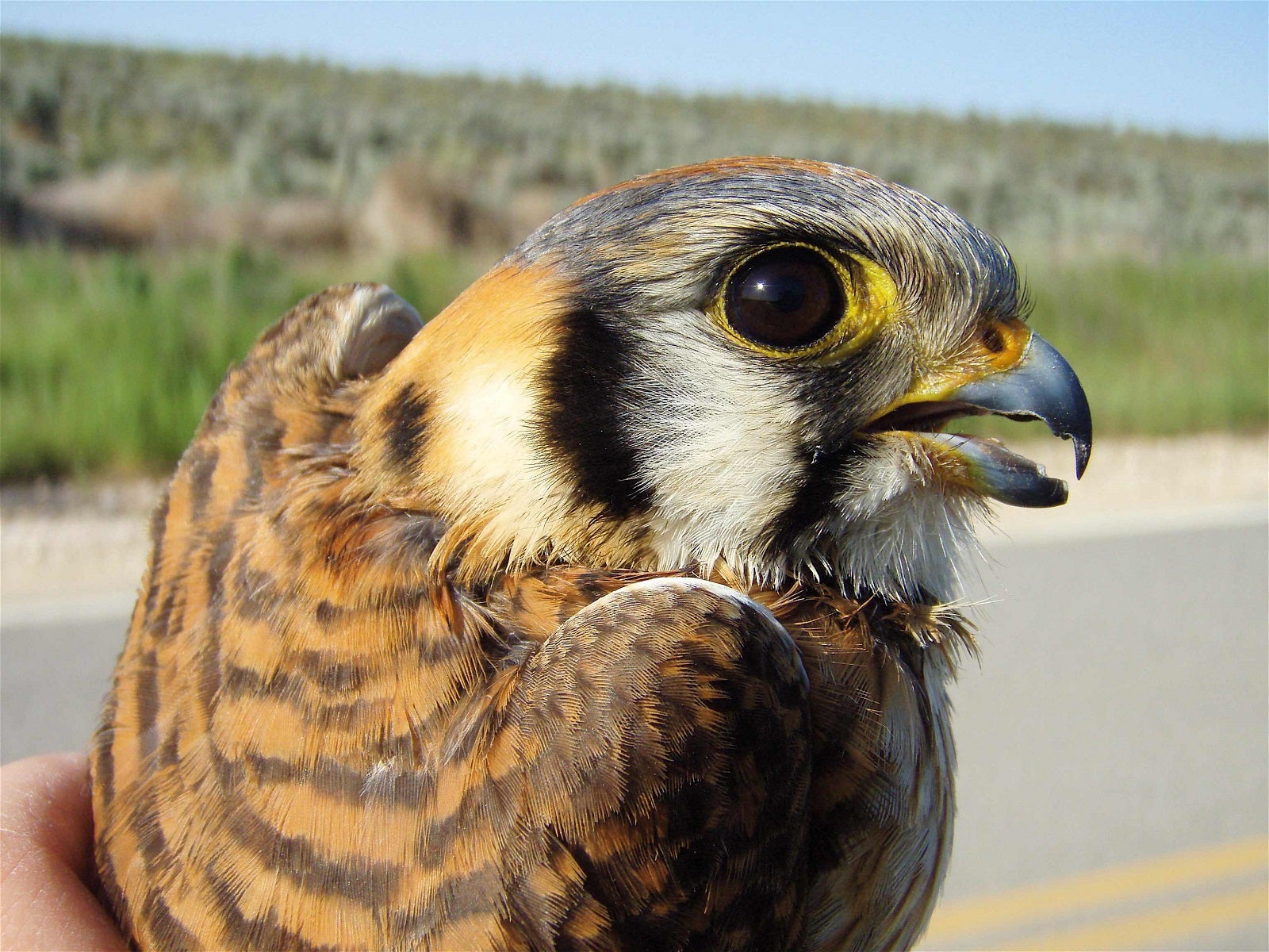 American kestrel in hand, up close