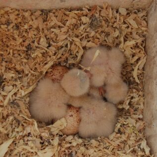 American kestrel nestlings