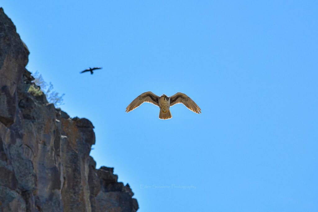 Prairie Falcon flying with Common Raven above in the National Conservation Area
