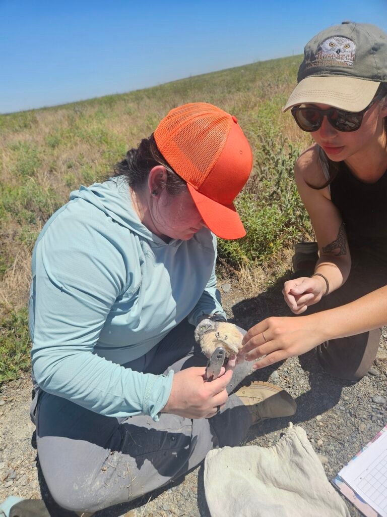 Boise State master's students Catherine Isaak and Solai Le Fay banding a burrowing owl on the Oregon plains