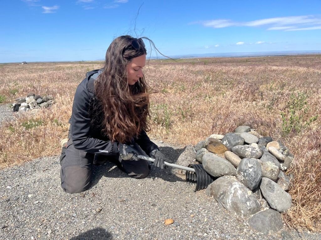 Solai Le Fay plugs a burrowing owl burrow entrance so she can remove the nestlings from an access point in order to measure and band them