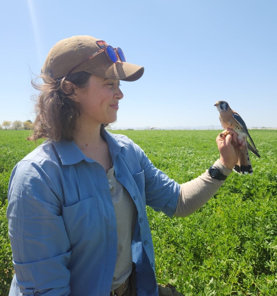 Sarah Scott holding an adult American Kestrel in the field