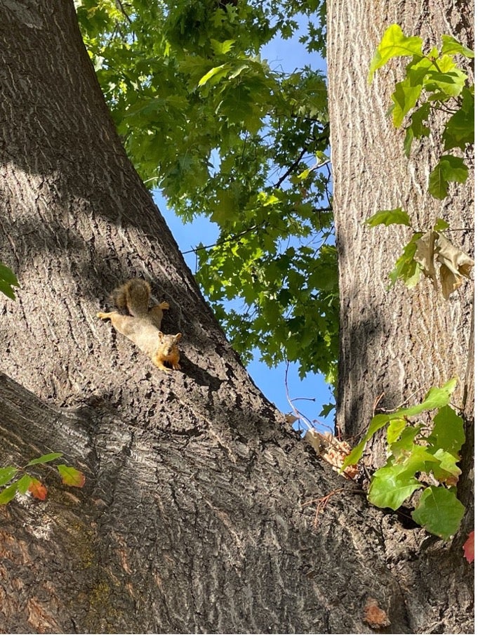 A squirrel laying in a tree