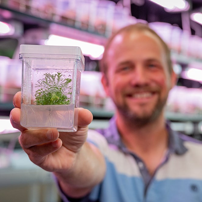 researcher holds a sagebrush sprout growing in clear growing medium in a plastic box