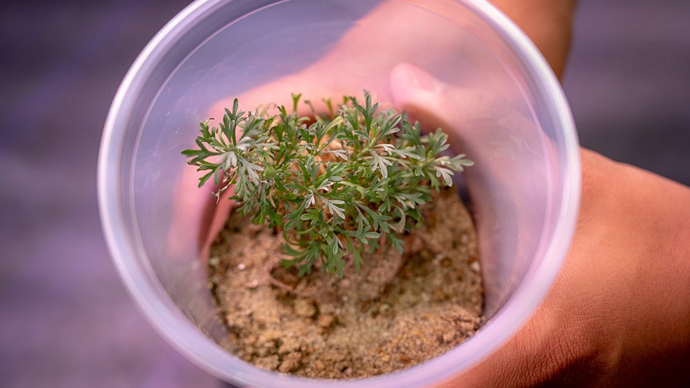 small sagebrush sprout in a plastic cup