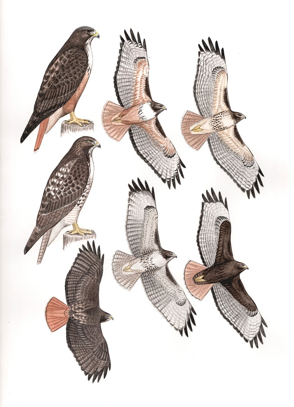 Illustration by Bryce Robinson of Red-Tailed Hawks sitting and flying