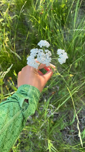 A person's hand holding a cluster of white flowers