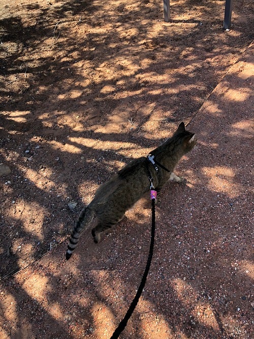 Cat walking on a leash