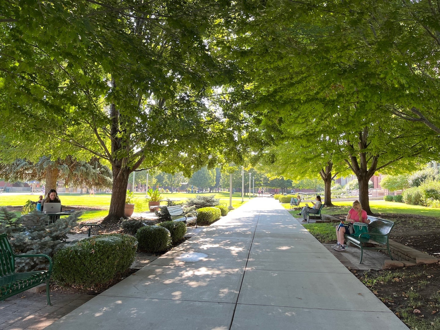 A path through the Quad at Boise State with trees and benches on either side and people sitting and studying