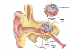 diagram of ear cross-section