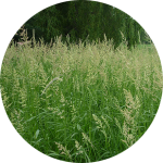 Reed canary grass