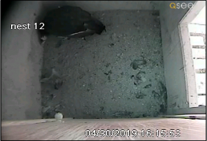 Webcam view of Condor in pen