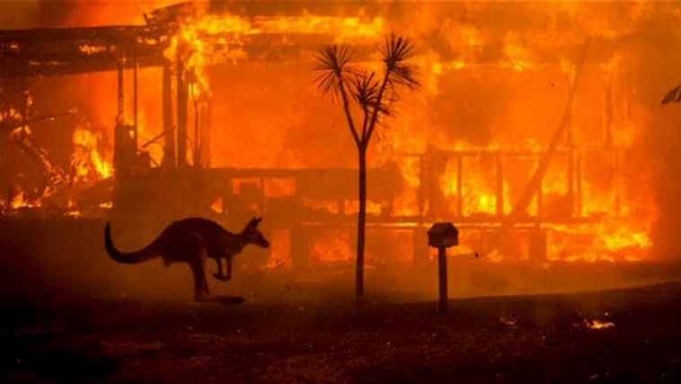 kangaroo sillouhetted against a wildfire