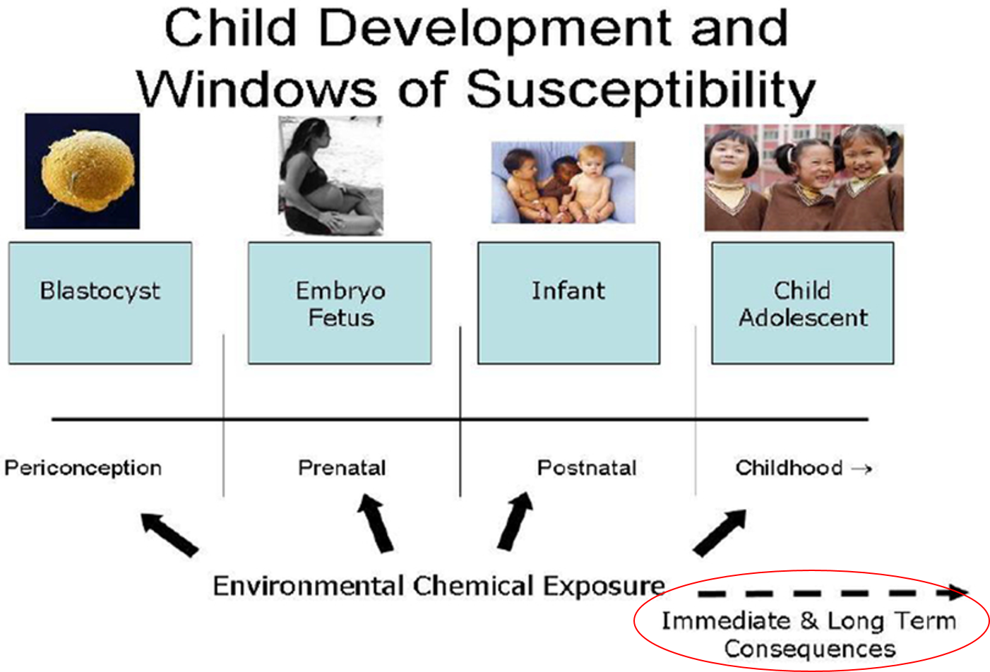 Environmental chemical exposure during preconception at blastocyst; prenatal for embryo and fetus; postnatal for infant; childhood for child through adolescent has immediate and long term consequences. 
