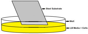 Diagram, well, LB Media and cells, steel substrate