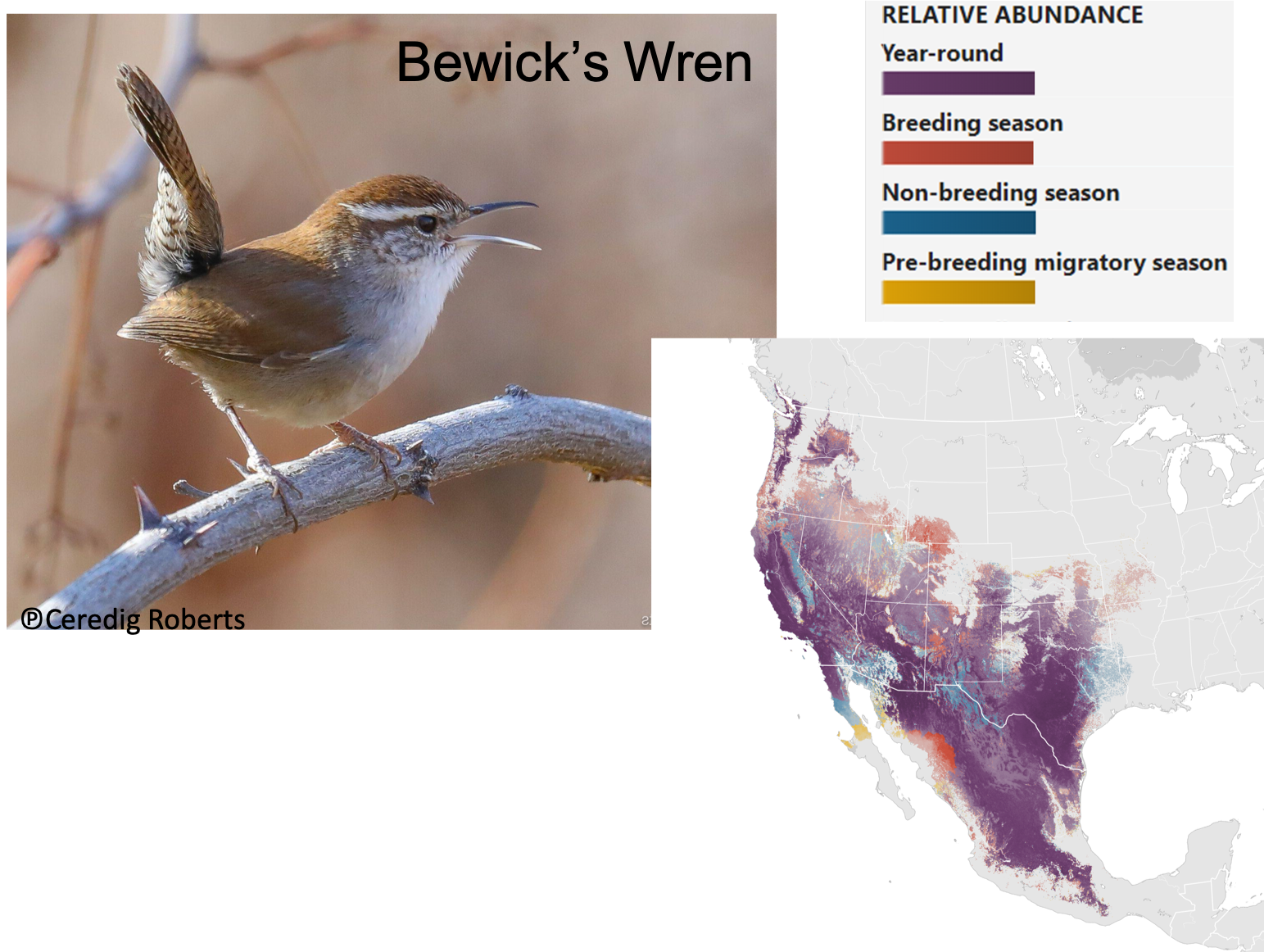 Picture of Bewick's wren and map of North America showing relative abundance of its presence.