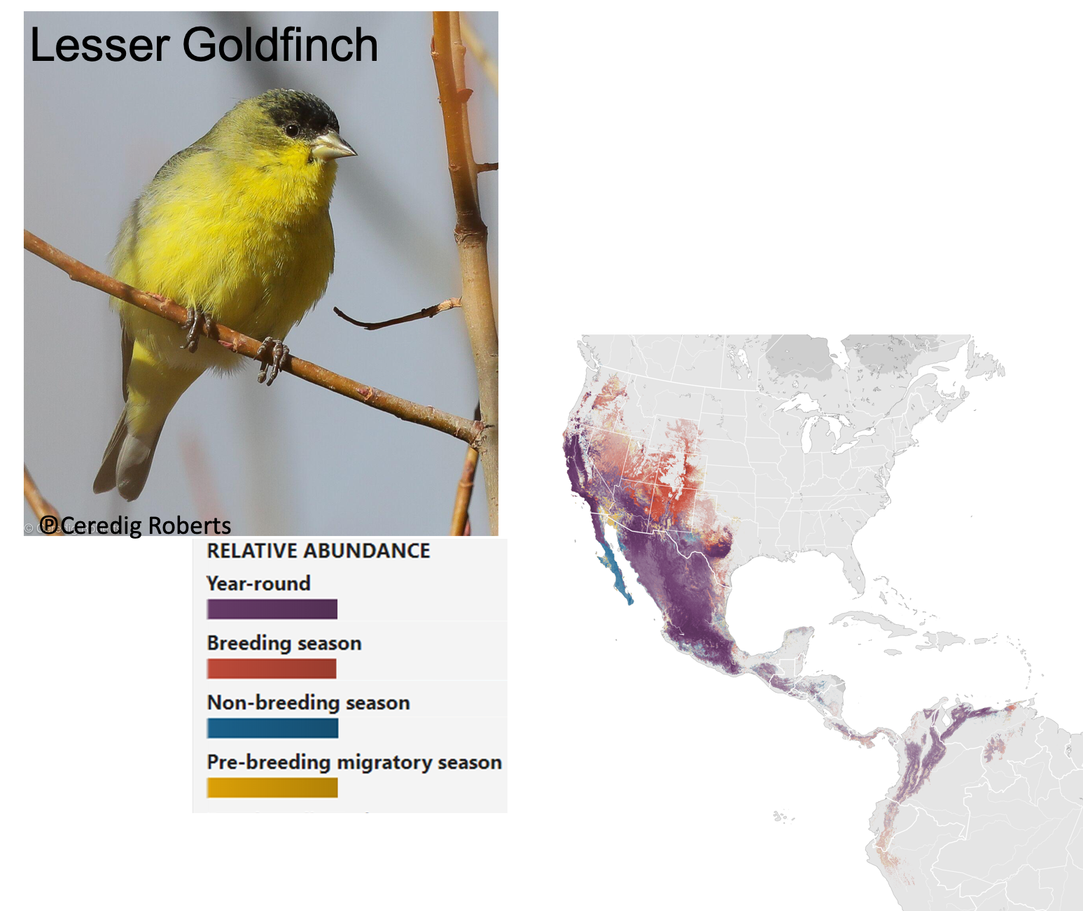 Picture of Lesser Goldfinch and map of North and Central America showing relative abundance of its presence.