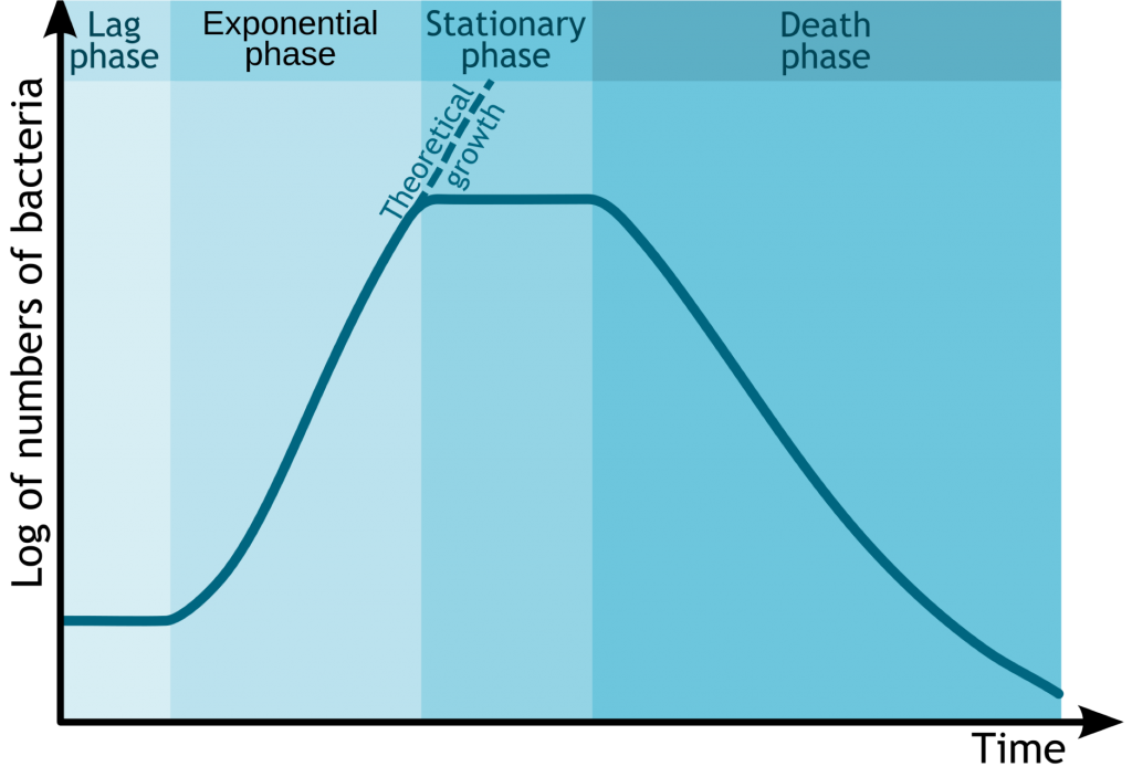 Log of numbers of bacteria over lag, exponential, stationary, and death phases with Theoretical growth highlighted