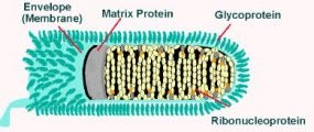 Diagram of rabies: envelope (membrane), matrix protein, glycoprotein, ribonucleoprotein