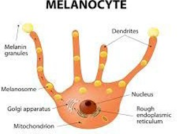 diagram of melanocyte