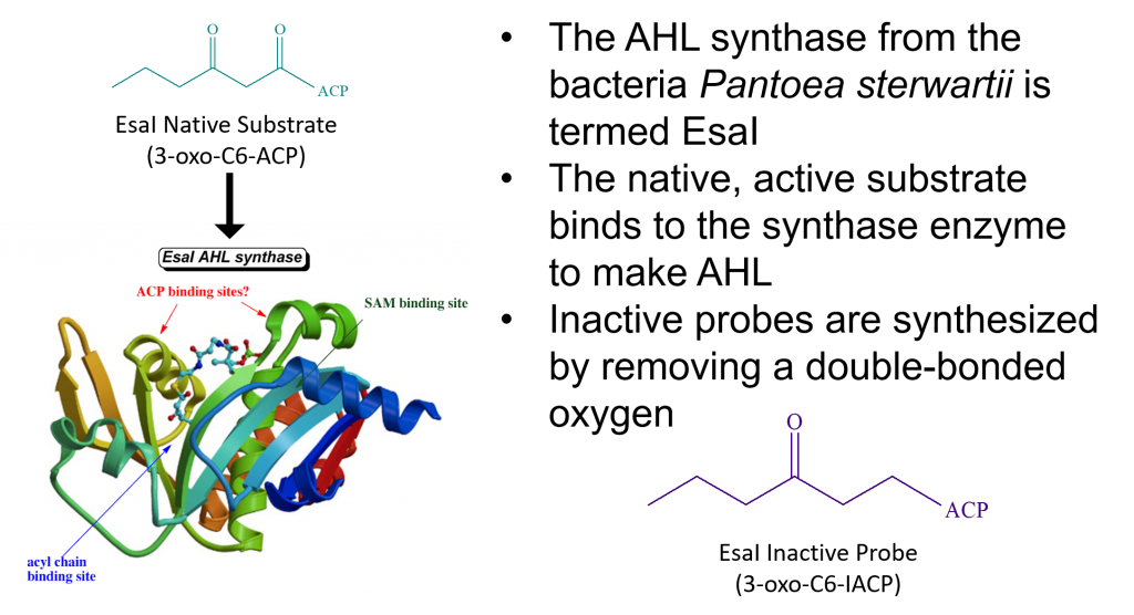 Diagram showing molecular structure of the native signal molecule, AHL synthase enzyme from the bacteria Pantoea sterwartii, and AHL synthase enzyme from the bacteria Pantoea sterwartii.