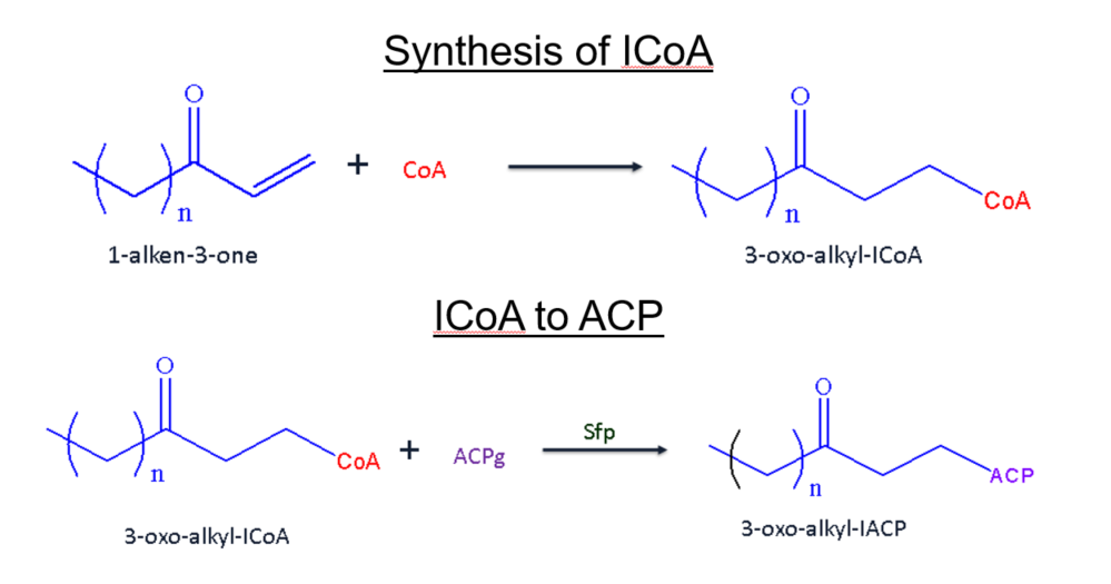 Reaction equations for Synthesis of ICoA and ICoA to ACP