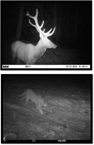elk and cougar on trails at night