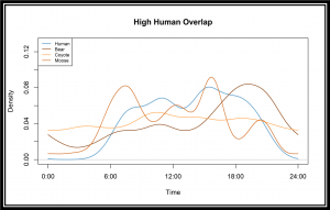 Time chart of human, bear, coyote, and moose with frequent overlaps between 6:00 and 18:00 hours