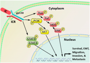 Diagram of the IC signaling pathway. The IC binds to the cell membrane receptors gp130 and IC-receptor. These receptors send signals that cause the intracellular signaling proteins Ras, PI3K and STAT3 to be phosphorylated, which triggers a signaling cascade that disrupts DNA regulation, leading to the metastatic activity of the breast cancer tumor cells.