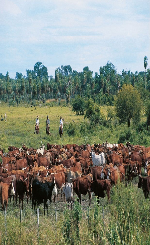 herd of cattle in a field