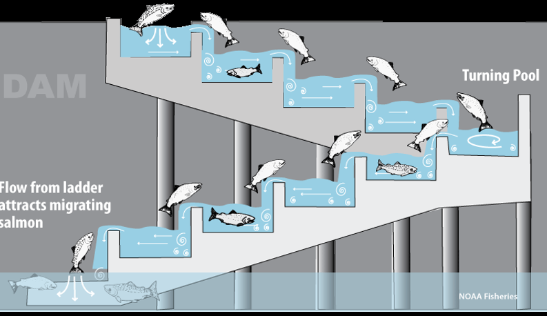 Diagram of fish ladder