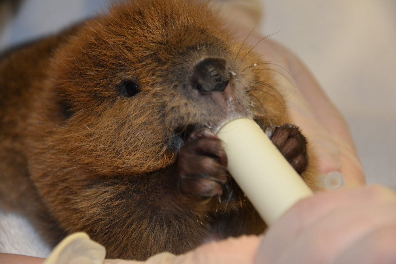 Baby beaver being fed from a bottle, photo