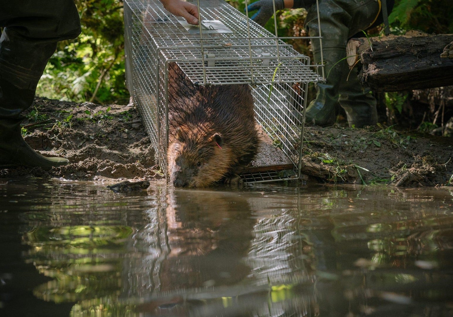 beaver being released from trap, photo