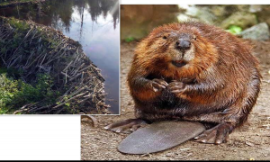 Beaver and beaver dam, photo