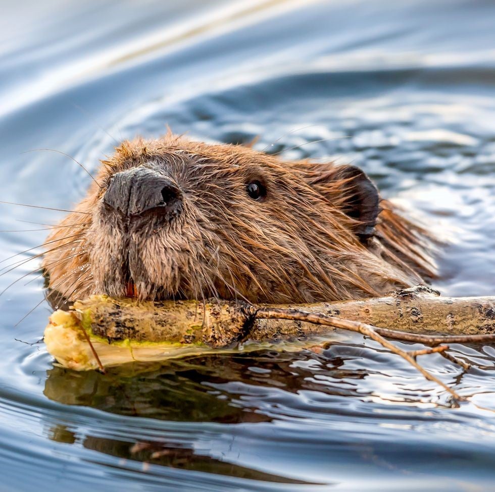 Beaver swimming with a stick, photo