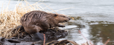 Beaver standing next to river bank, photo
