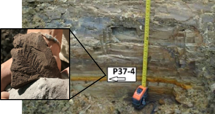P37-4 fossil of miocene sequoia