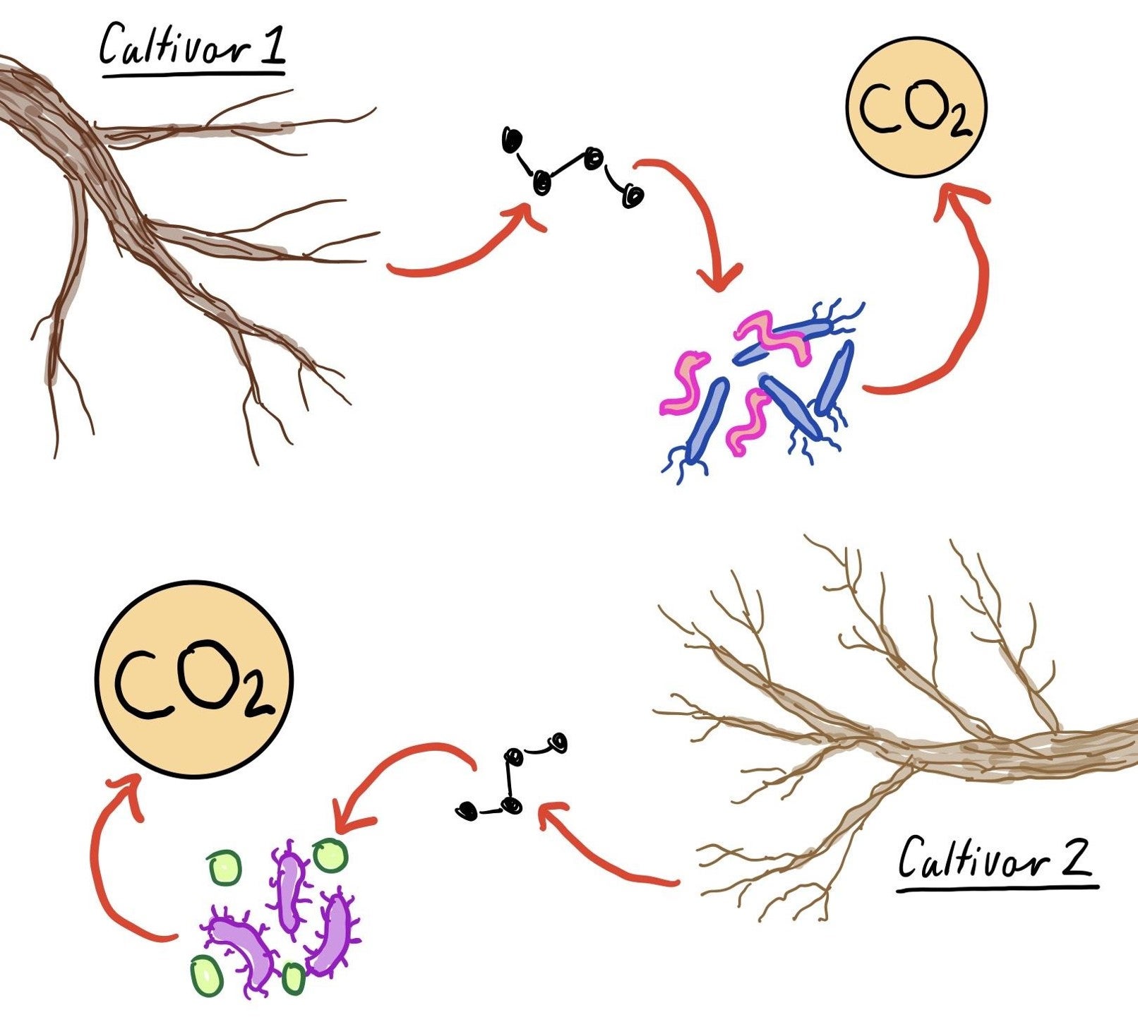Infographic of process: Cultivar 1 leads to lower CO2 output than Cultivar 2