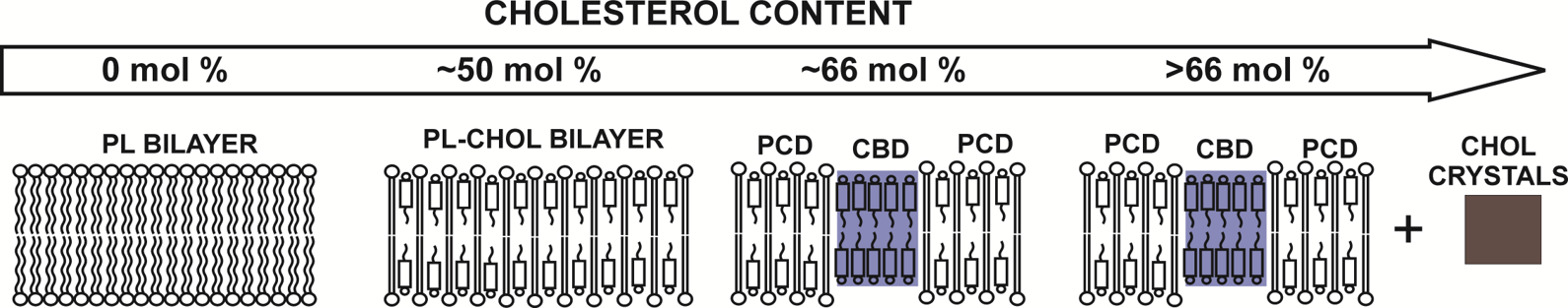 Cholesterol content at 0% mol in PL Bilayer, ~50% mol% in PL-CHOL Bilayer, ~66 mol%, >66 mol %