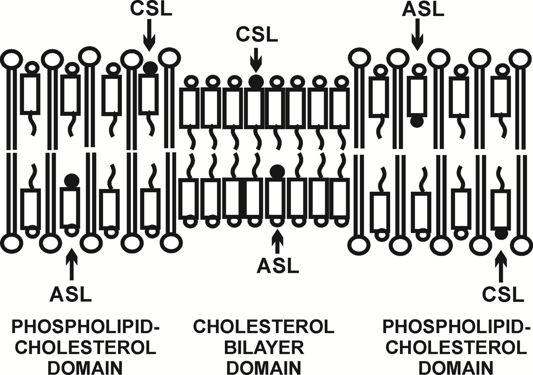 Chrolesterol Bilayer Domain between two Phospholipid-Cholesterol Domains, drawing