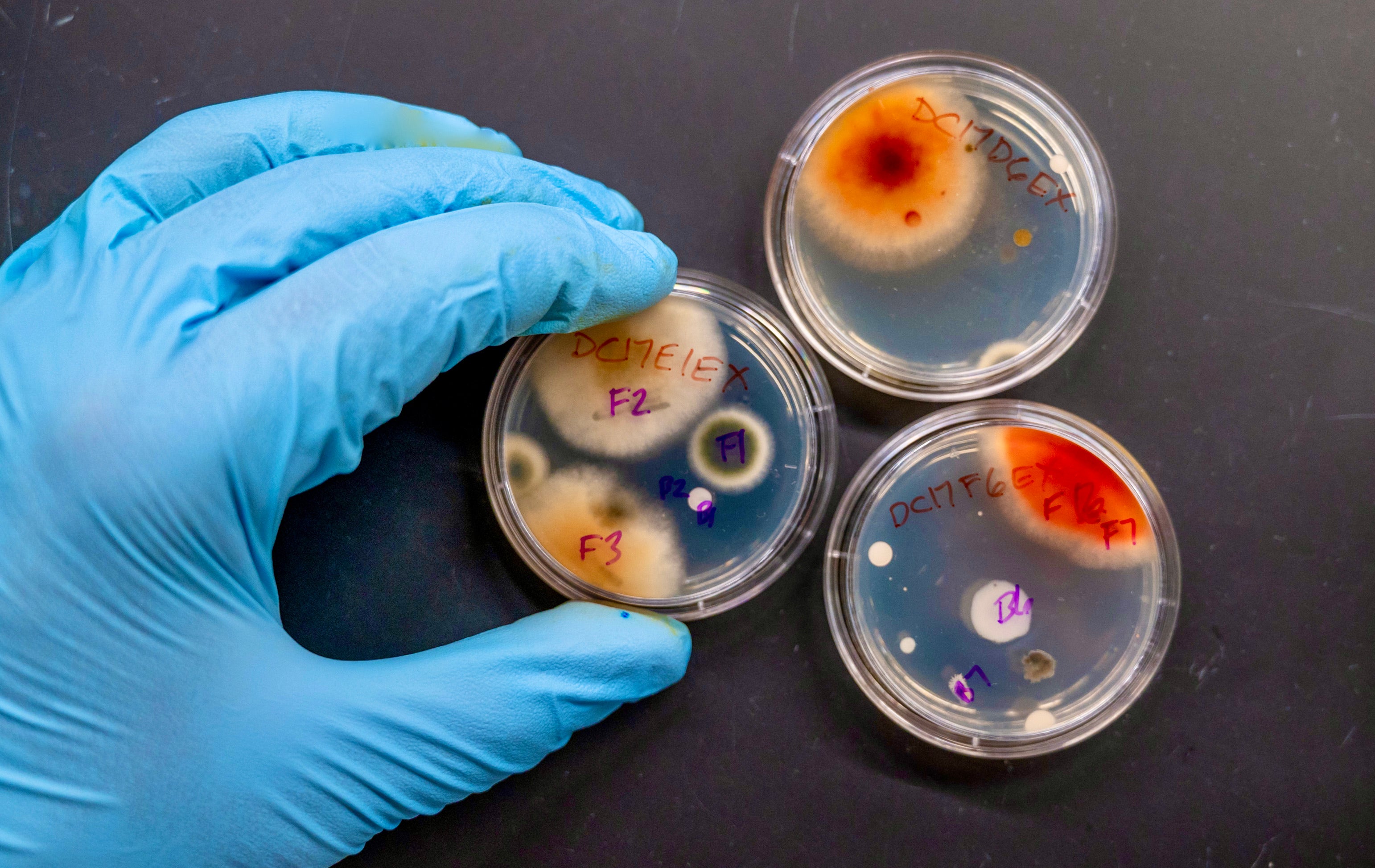 A gloved hand holds specimens in a petri dish