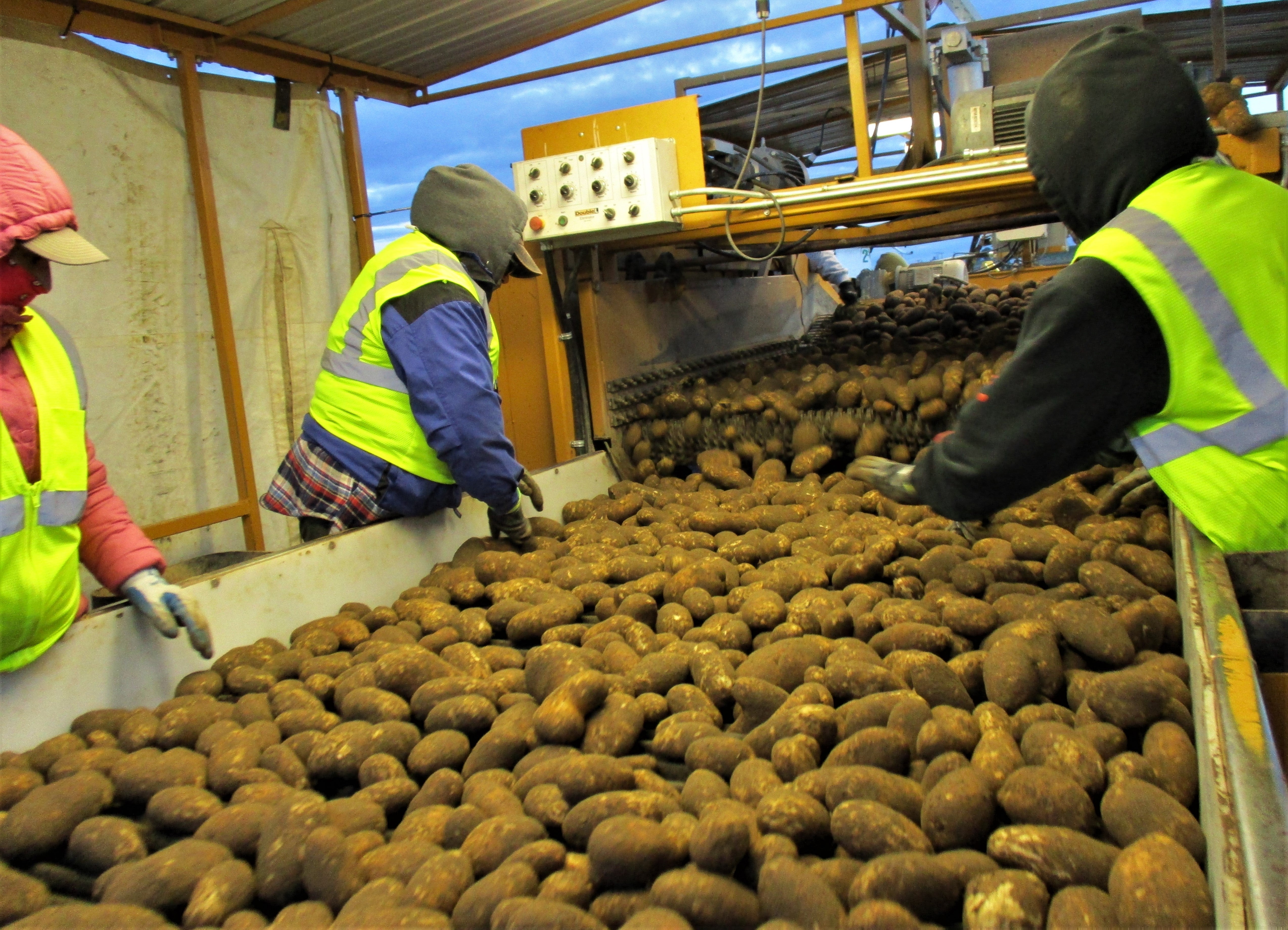 Agricultural workers harvesting potatoes