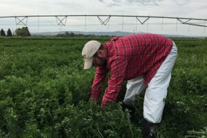 Student collects plant samples in field